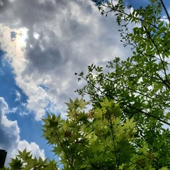 tree and sky