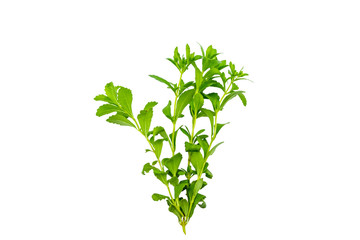 Close up green of  stevia plant is herbal sweetener isolated on white background.Saved with clipping path.