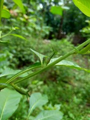 Close up green Jussiaea linifolia (Fissendocarpa linifolia, Ludwigia linifolia, Ludwigia hyssopifolia) with natural background.