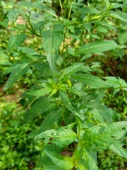 Close up green Jussiaea linifolia (Fissendocarpa linifolia, Ludwigia linifolia, Ludwigia hyssopifolia) with natural background.