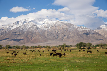 Fototapeta na wymiar grazing cows in the Sierra mountains