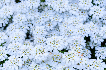 White candytuft flowers blooming as a nature background

