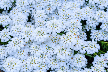 White candytuft flowers blooming as a nature background


