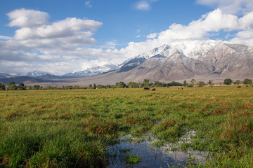 snowy mountain landscape with green pasture at California farm © Attila Adam