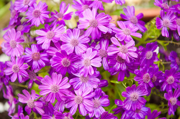 beautiful violet purple wet blossom flowers in summer or spring season