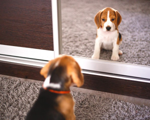 beagle puppy looks at himself in the mirror