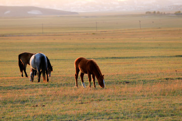 Many horses graze on the hillside in autumn