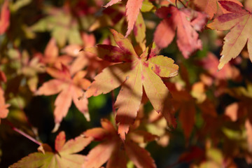 Autumnal Leaves