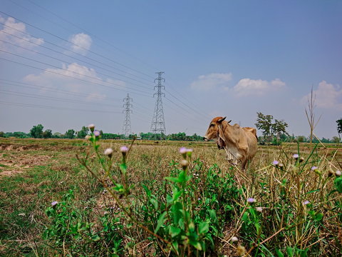 beef cow in grass field countryside farm 