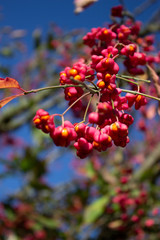 Obraz premium Pink and yellow flower buds in on a sunny day. 