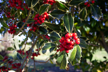 Christmas Holly Tree, Ilex. 
