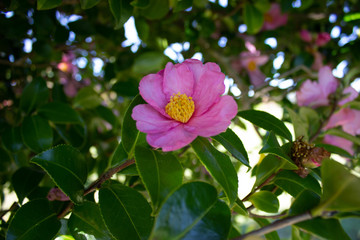 Obraz premium Rosa rubiginosa, Sweet Briar, pink flower. 