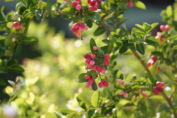 red berries on a branch