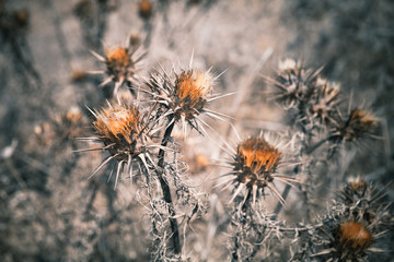 Dry thorny flowers, close-up photo