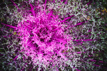 Decorative cabbage with purple leaves close-up