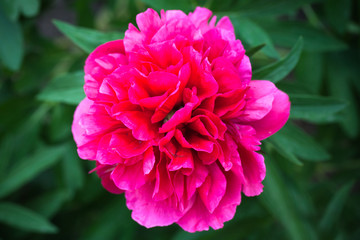 Bright pink peony flower over dark green background