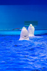 two beluga are playing in the pool with a hoop. performance of beautiful white mammals. © Юлия Моисеенко