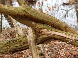 dead tree trunk