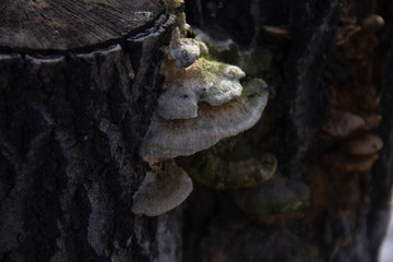 tree fungus on the stump of a felled tree. Parasite on a tree.