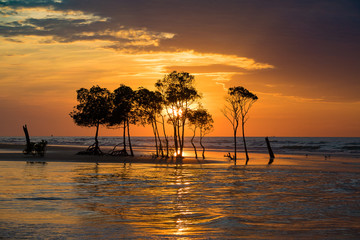 Silhouette trees at sunset on the beach