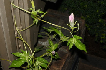 the observation of morning glory 