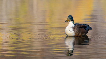 duck on the lake