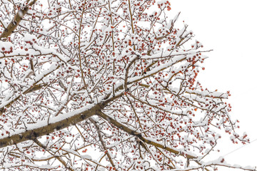 Obraz premium Brown wild apple tree branches covered with white fluffy snow are in winter day