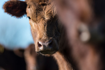 Retrato frontal de una vaca marron rojiza en un d&iacute;a soleado.