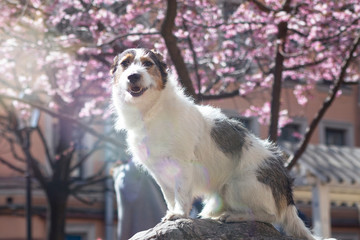 Cute, HAPPY dog sitting near Japanese sakura tree, looking at camera. 