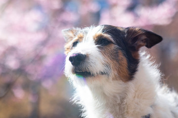 Cute, happy dog, closeup portrait of a puppy on a background of sakura, sunny spring day.