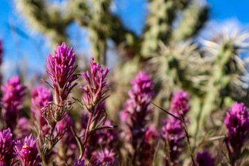 Obraz premium Purple Desert Flowers Blooming in Scottsdale