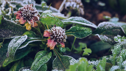 background Flower Osteospermum. purple flowers. Frost is on the leaves and flowers.
