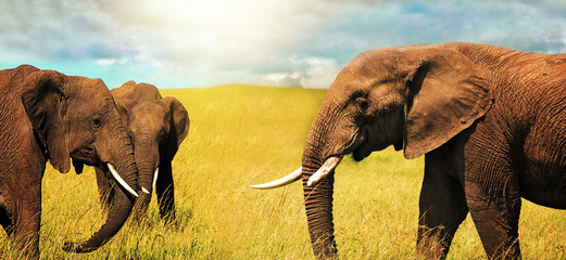 Adult african elephants (Loxodonta africana) grazing in the african savannah