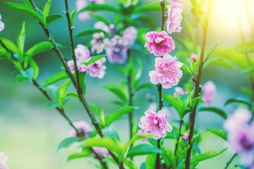 Fototapeta na wymiar Beautiful Sakura flowers blooming in the morning.