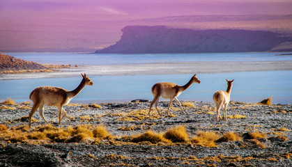 Scenic landscape with vicunas grazing on the Bolivian altiplano on a background of magnificent lakes