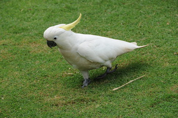 parrot walking