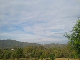 landscape with trees