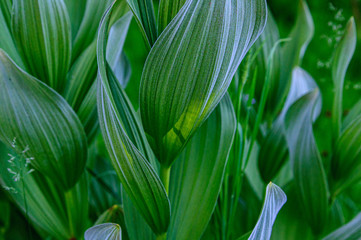 green grass background