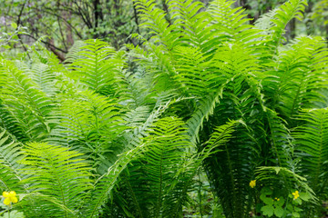 Green fern in a forest