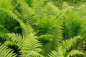 Green fern in a forest