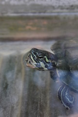 Fototapeta premium Belleza en lo banal