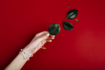 Hand with white medical latex glove with jewellery is reaching for a green leaf. luxury and ecological concept