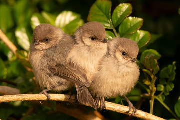 Baby Bushtits (Psaltriparus minimus) perch on a branch and cuddle