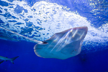 stingray fish swims in a large, blue aquarium. in the aquarium I swim beautiful slopes.  © Юлия Моисеенко