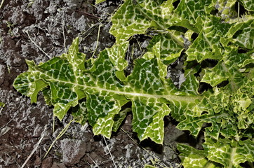 Silybum marianum officinal grass.