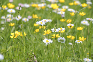 Flores amarilals y blancas en campo