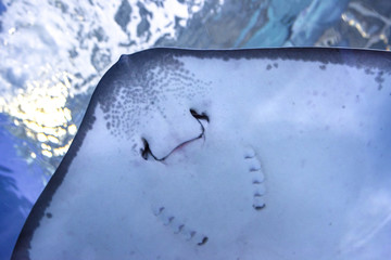 stingray fish swims in a large, blue aquarium. in the aquarium I swim beautiful slopes.  © Юлия Моисеенко