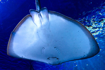 stingray fish swims in a large, blue aquarium. in the aquarium I swim beautiful slopes.  © Юлия Моисеенко
