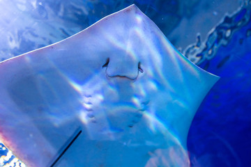 stingray fish swims in a large, blue aquarium. in the aquarium I swim beautiful slopes.  © Юлия Моисеенко