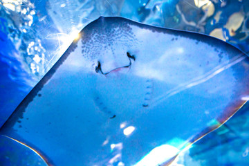 stingray fish swims in a large, blue aquarium. in the aquarium I swim beautiful slopes.  © Юлия Моисеенко